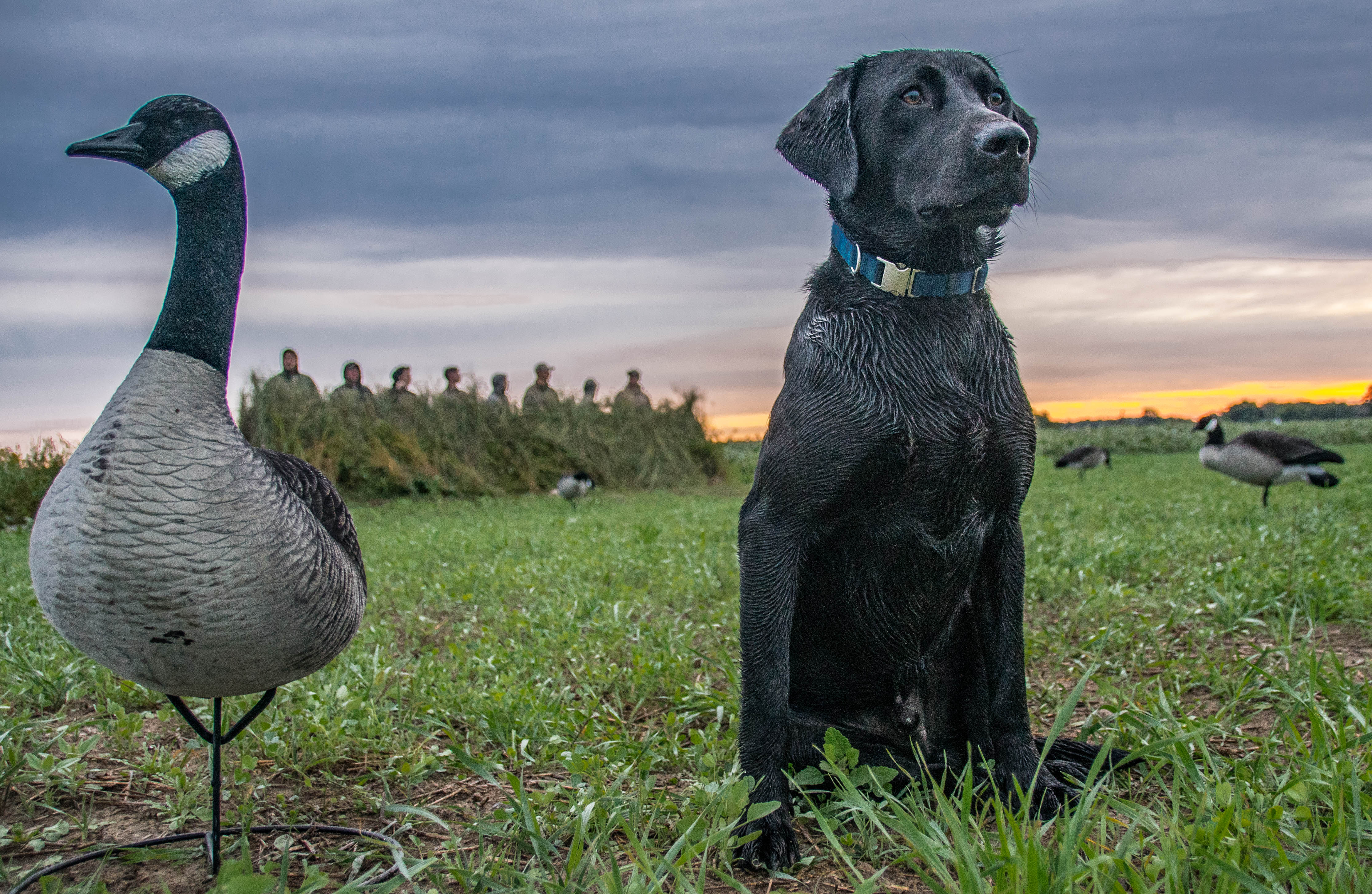 Fowl Exposure's Seneca Lake Expedition | Black Labrador Retriver