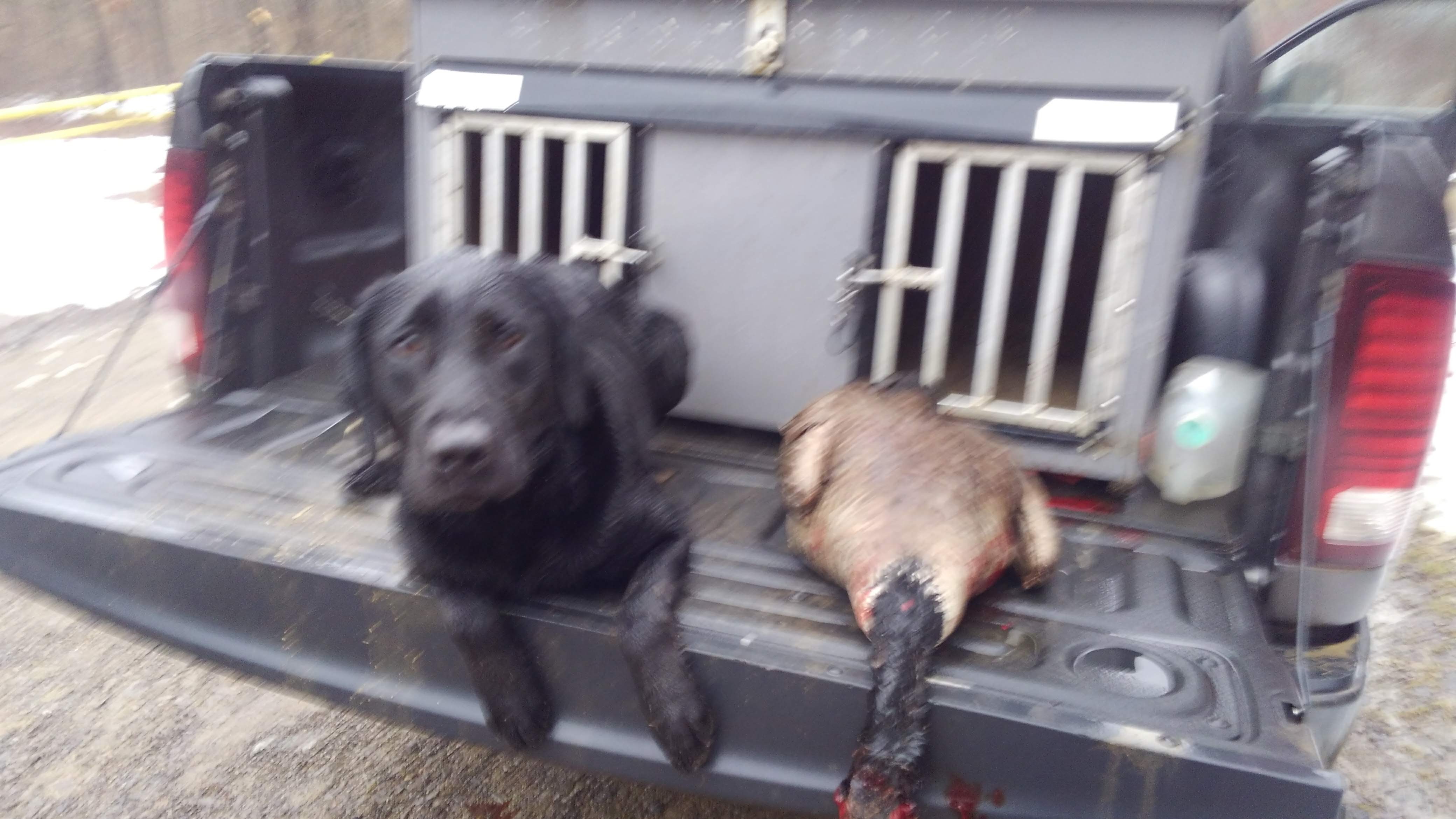 SHR Oaks Point Dark Side | Black Labrador Retriver