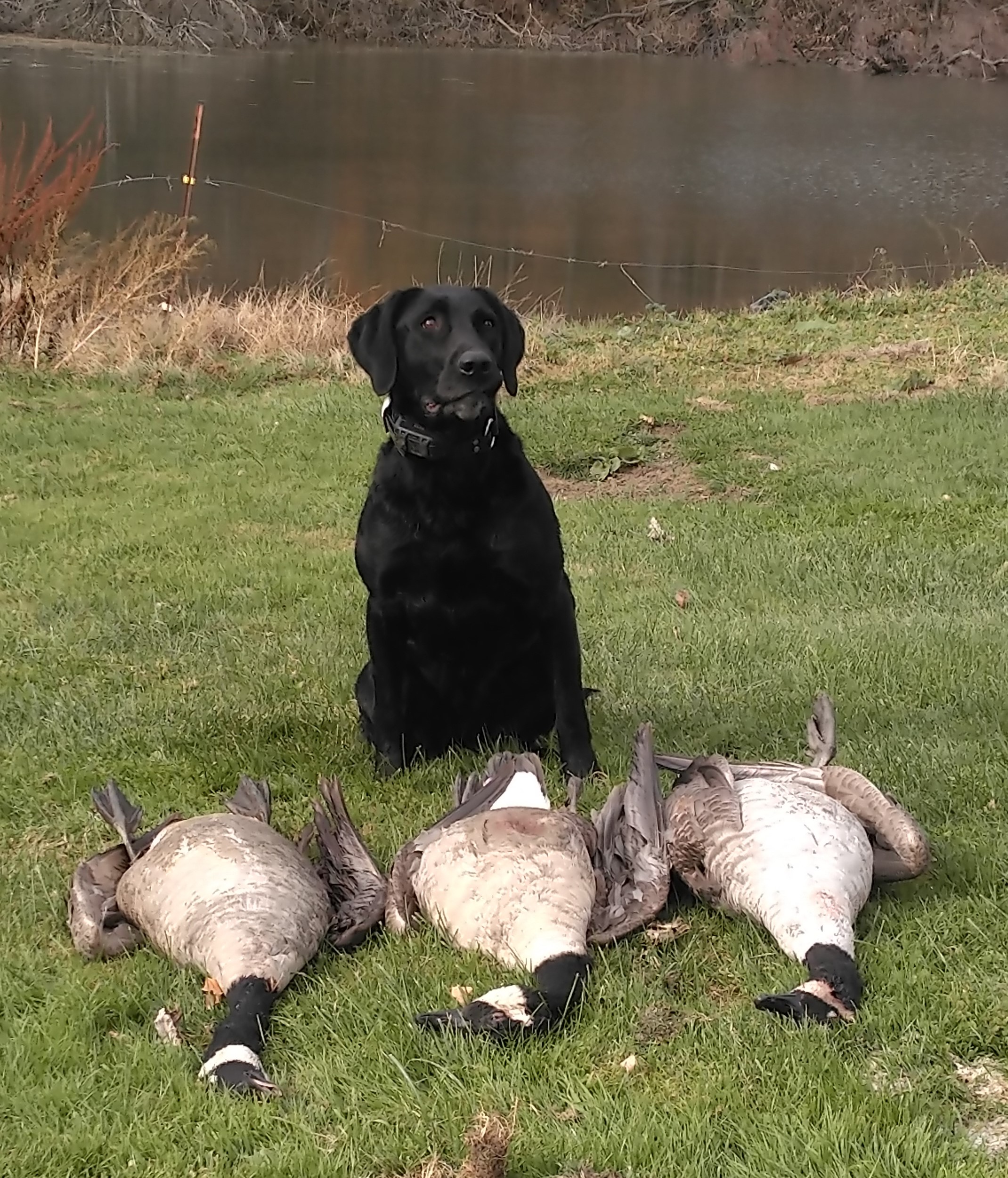 SHR Oaks Point Dark Side | Black Labrador Retriver