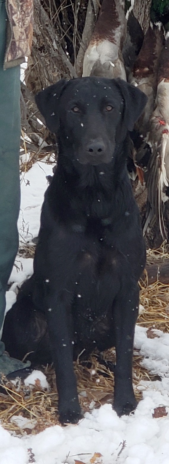 HRCH DuckDawg's Royal Flush MH | Black Labrador Retriver