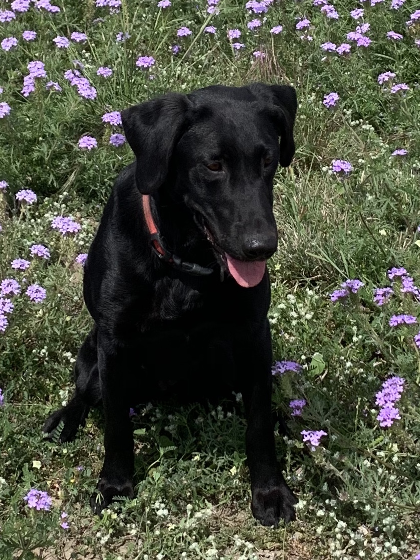 Limestone"s Silent Stray Bullet MH | Black Labrador Retriver