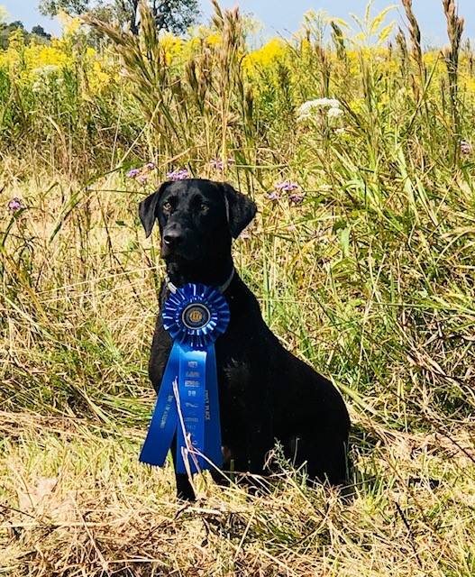 AFC Lunatik Fringe | Black Labrador Retriver