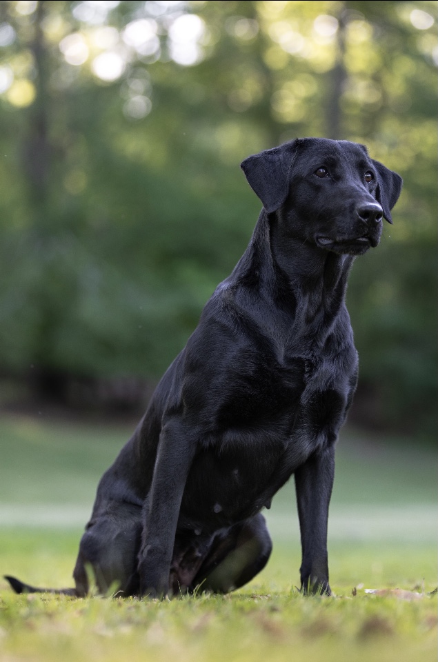 3XGRHRCH UH Tuscumbia River Cruise Control MH | Black Labrador Retriver