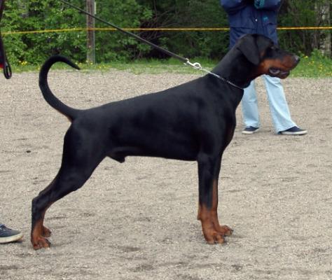 Kriegerhof Konrad Krieger | Black Doberman Pinscher