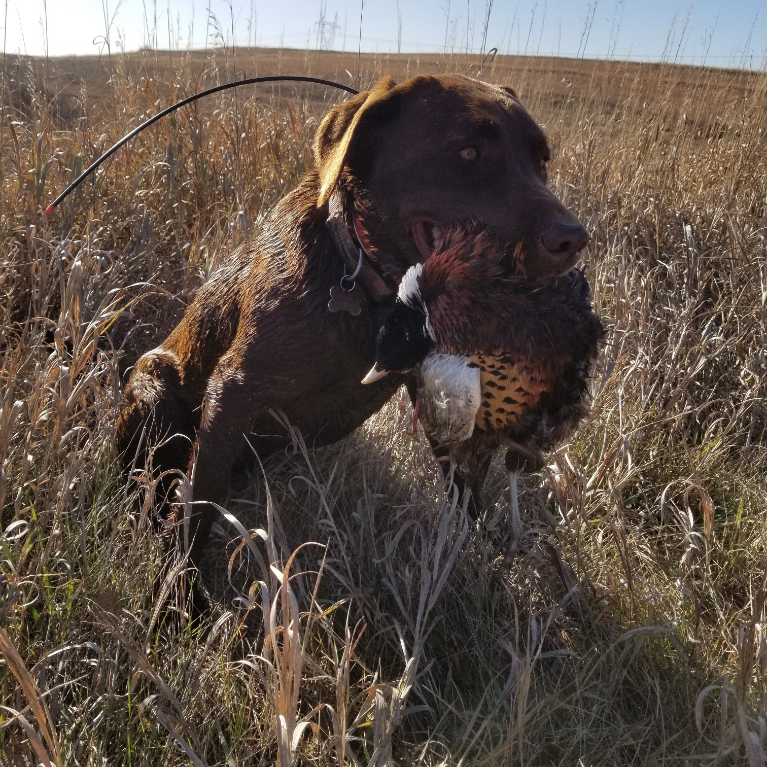 Princess Charolette Of Horse Lake JH | Chocolate Labrador Retriver