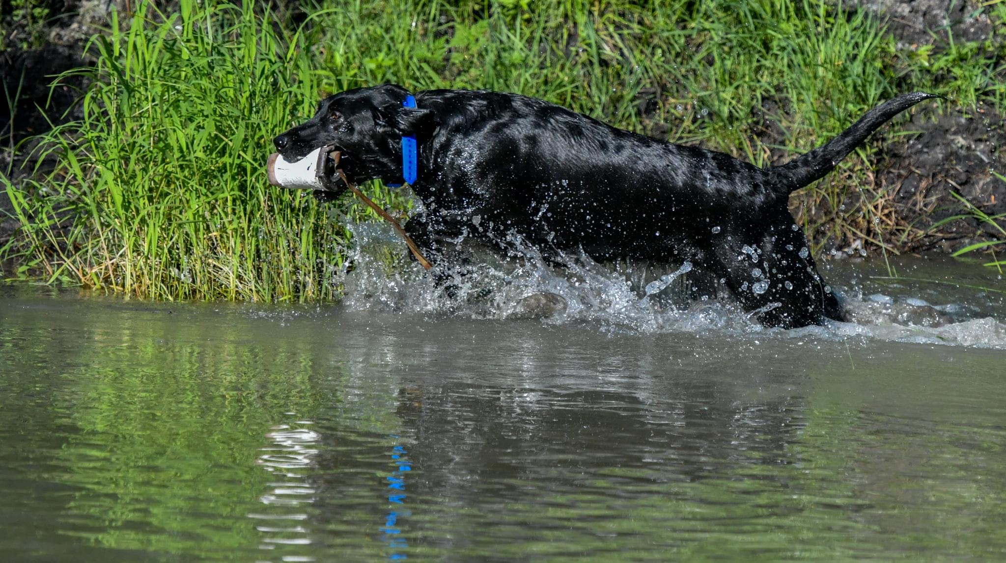 Tubb’s Sweet Thang | Black Labrador Retriver