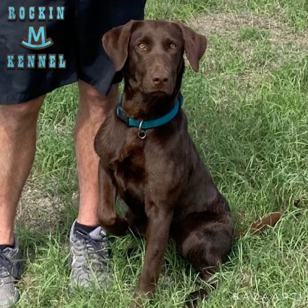 Rockin M Mud Buds Loaded Kimber JH | Chocolate Labrador Retriver