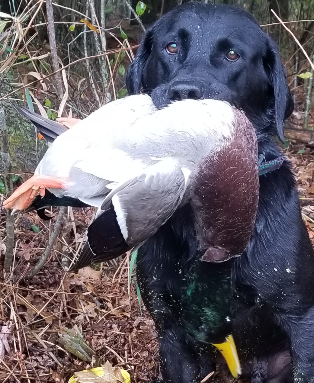 Rockriver Mr Coffey Mike | Black Labrador Retriver