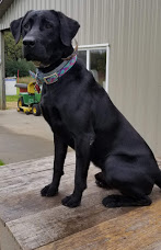 Rockriver Mr Coffey Mike | Black Labrador Retriver