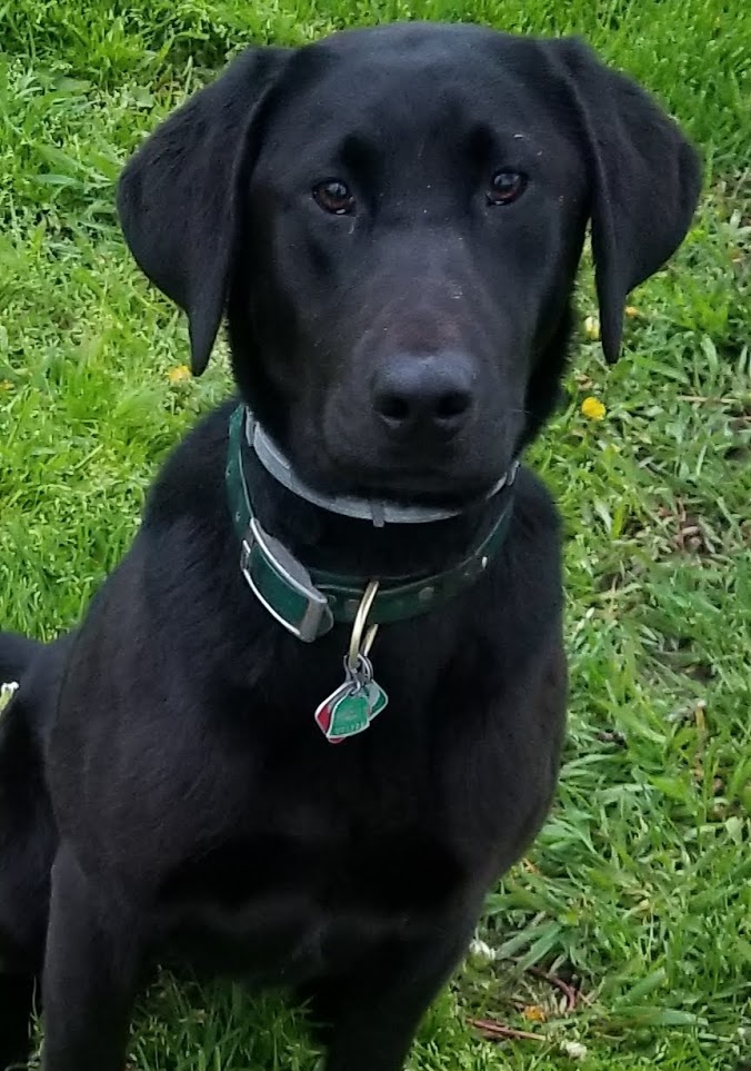 Rockriver Retrievers Prayers Simi | Black Labrador Retriver