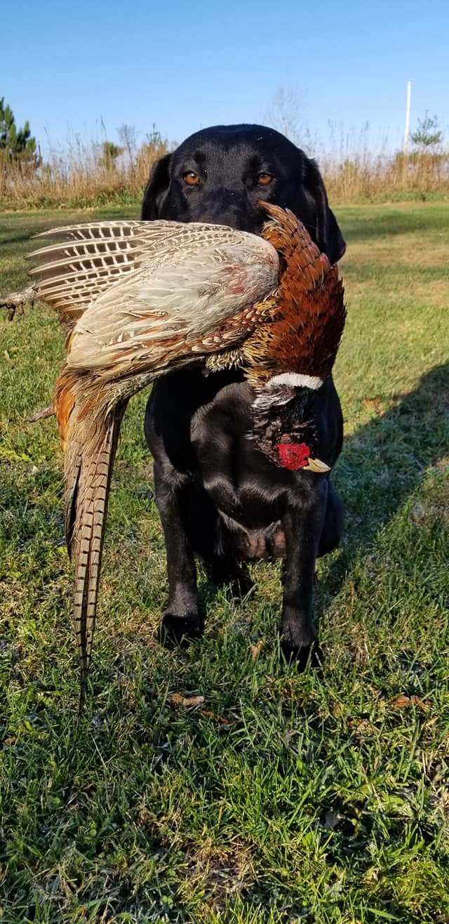 Rockriver Retrievers Prayers Simi | Black Labrador Retriver