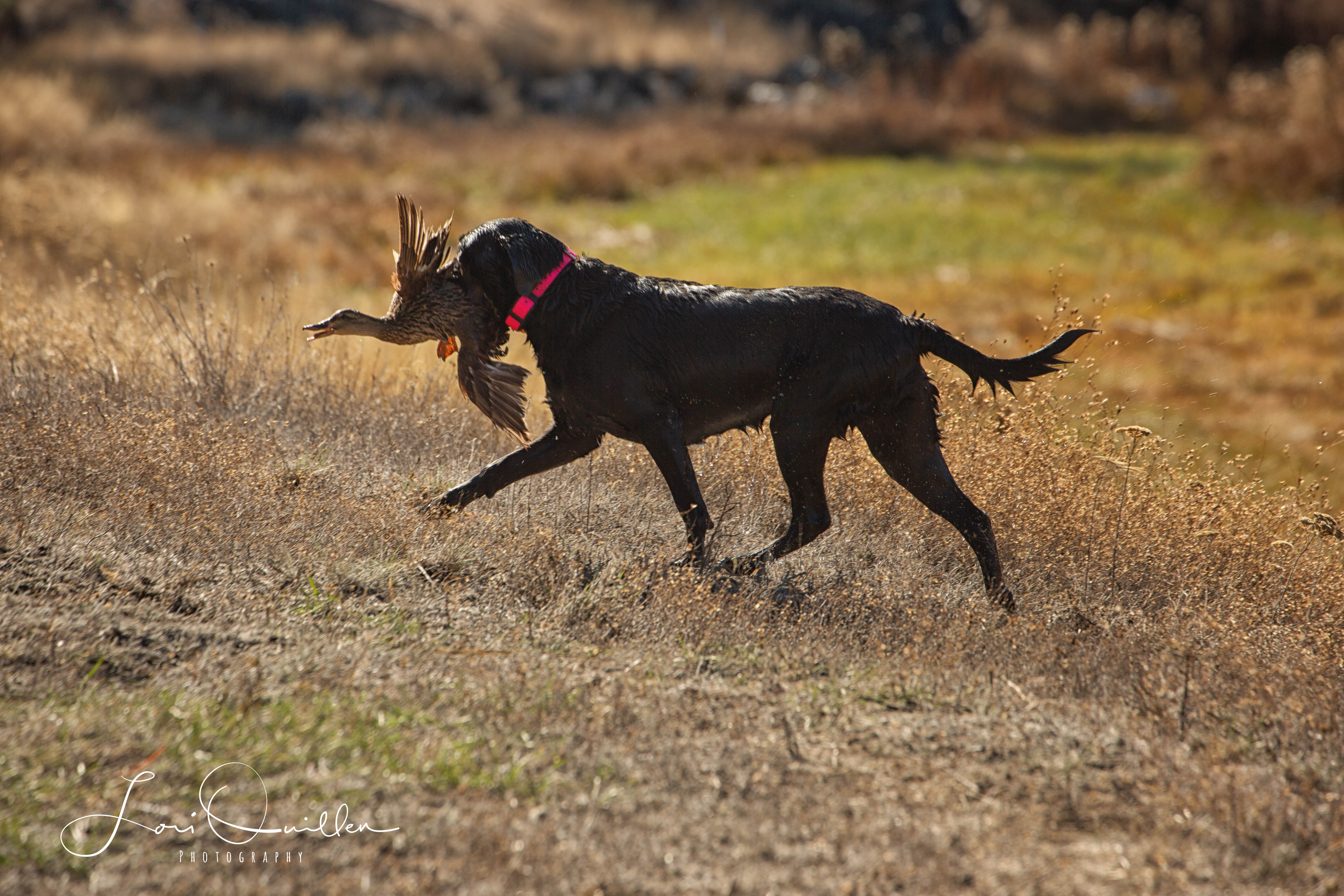 West Coast Jewel QA2 | Black Labrador Retriver