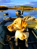 Rockriver Retrievers Meant Tobe Toby | Yellow Labrador Retriver