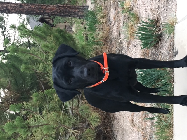 HRCH Take A Risk On Sweet Liberty CGC CGCA | Black Labrador Retriver