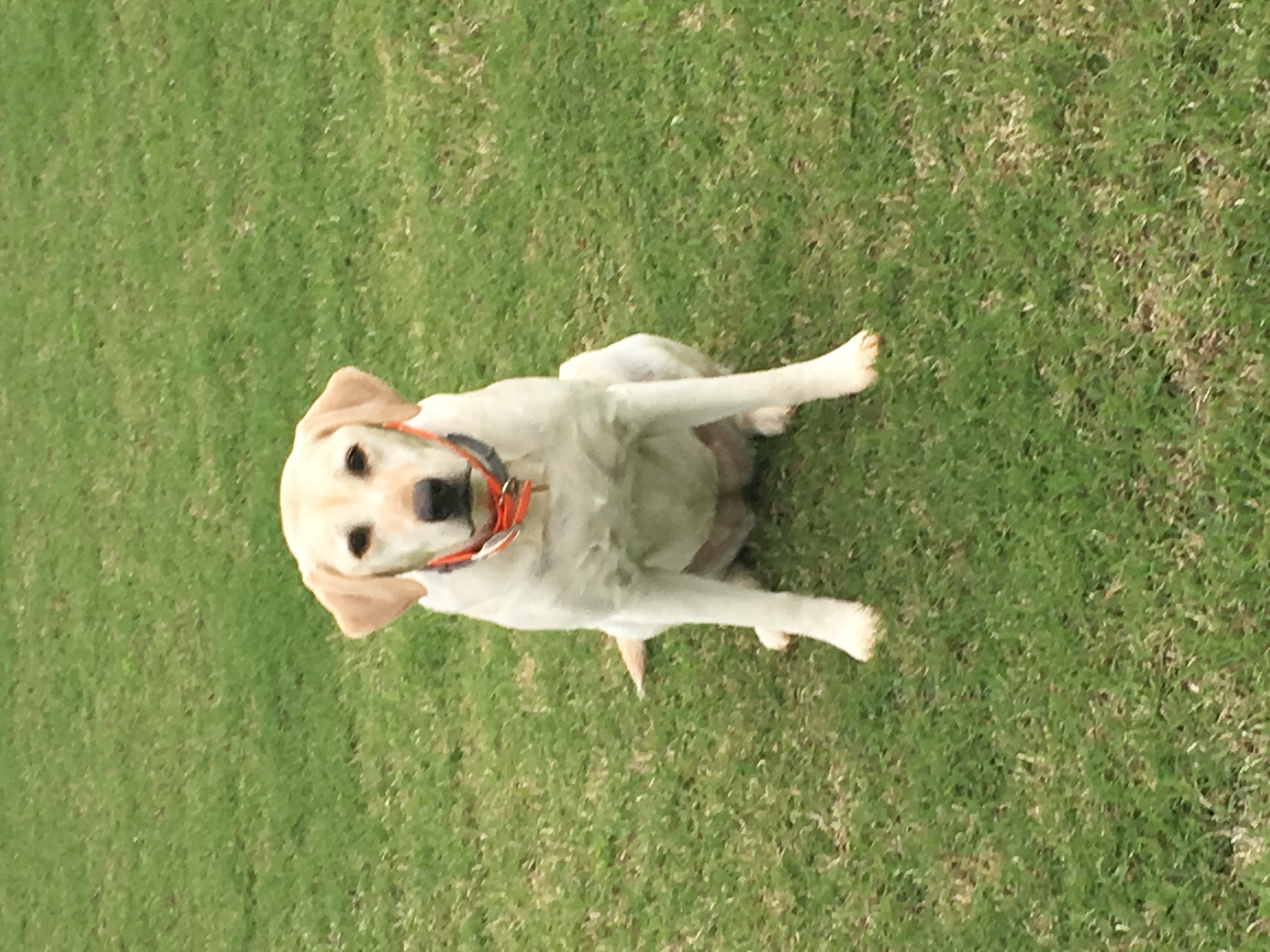 Mc’s Nana’s Luky Star JH | Yellow Labrador Retriver