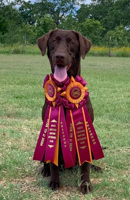 HRCH Summer Branch's Jolie Femme | Chocolate Labrador Retriver