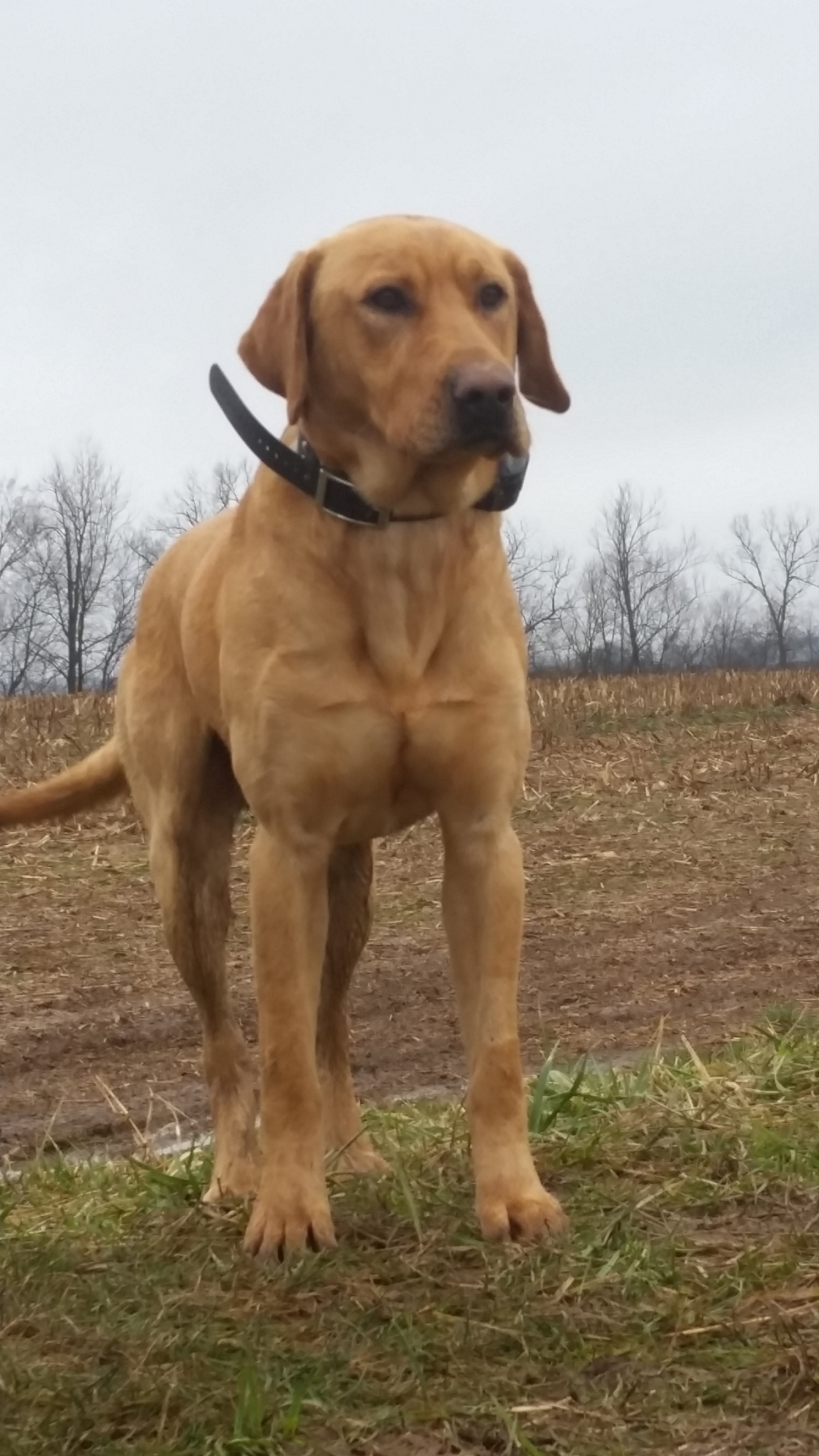 Finn Bufford | Yellow Labrador Retriver