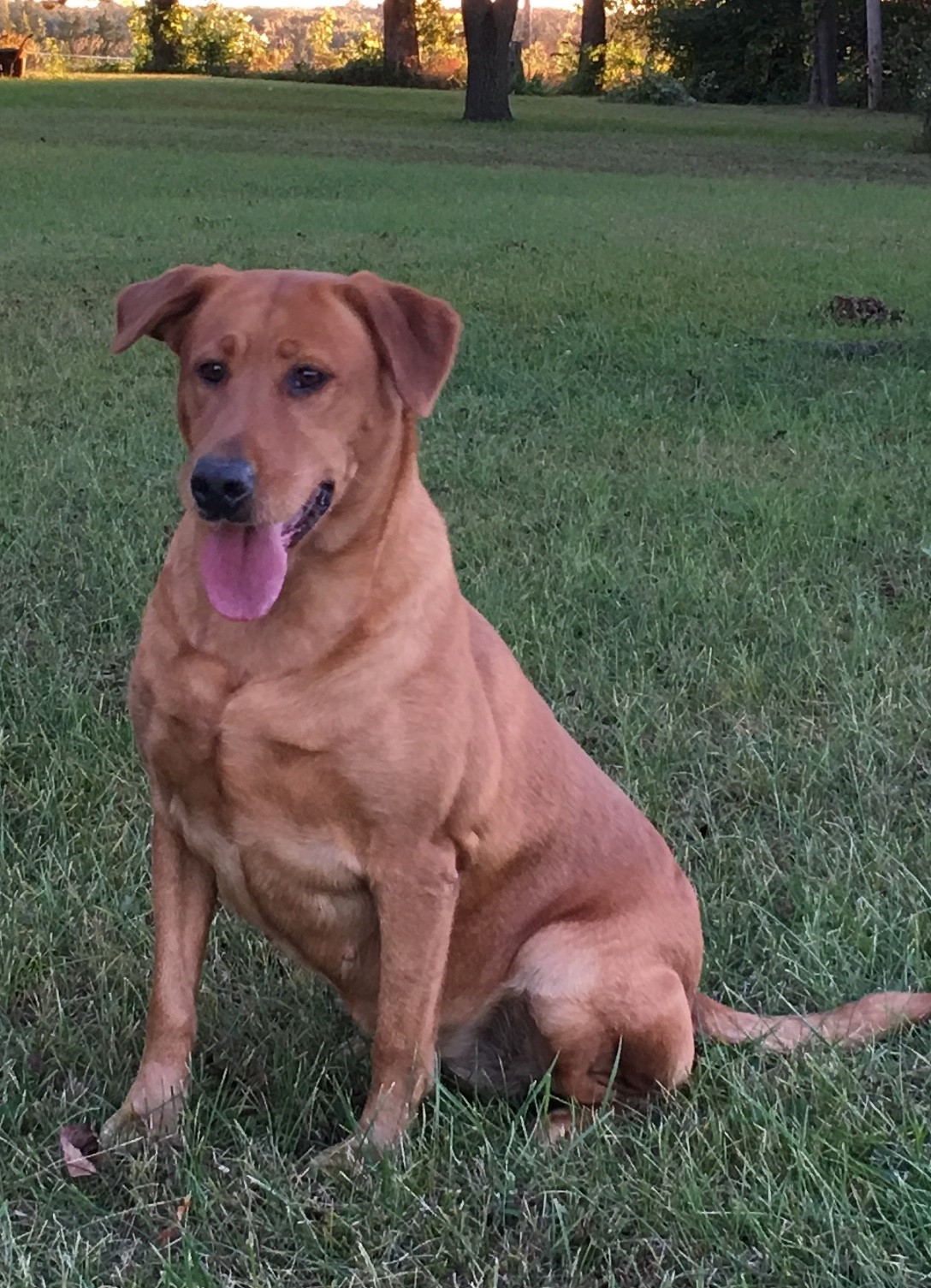Triple B's Annie Get Your Gun | Yellow Labrador Retriver