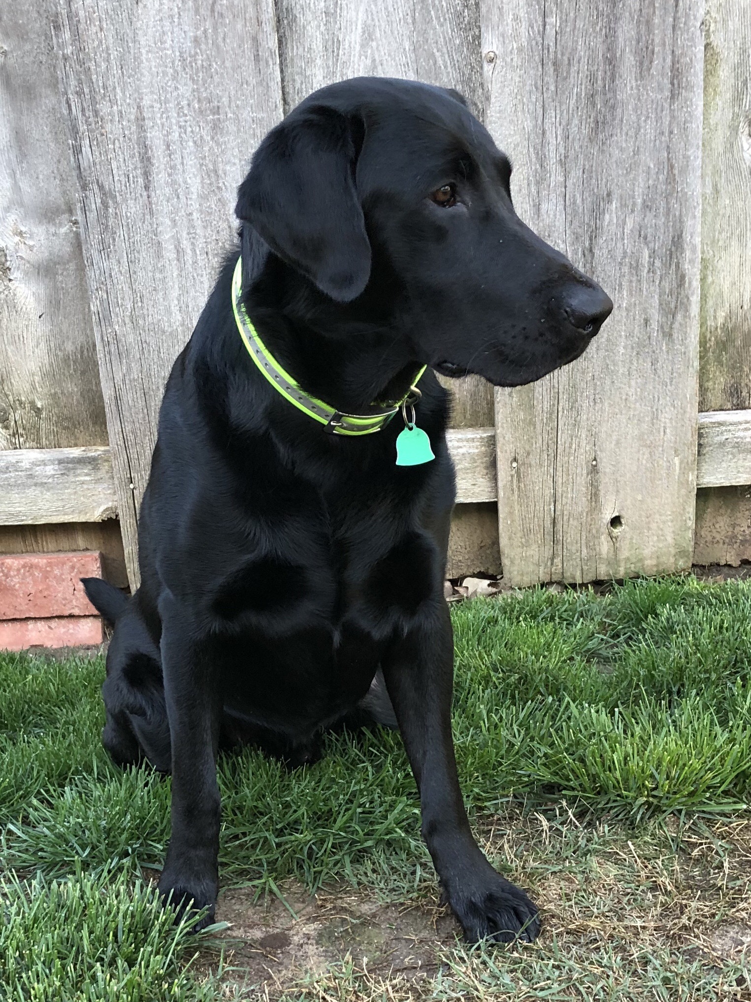 Takem Retriever’s Motel Madness | Black Labrador Retriver