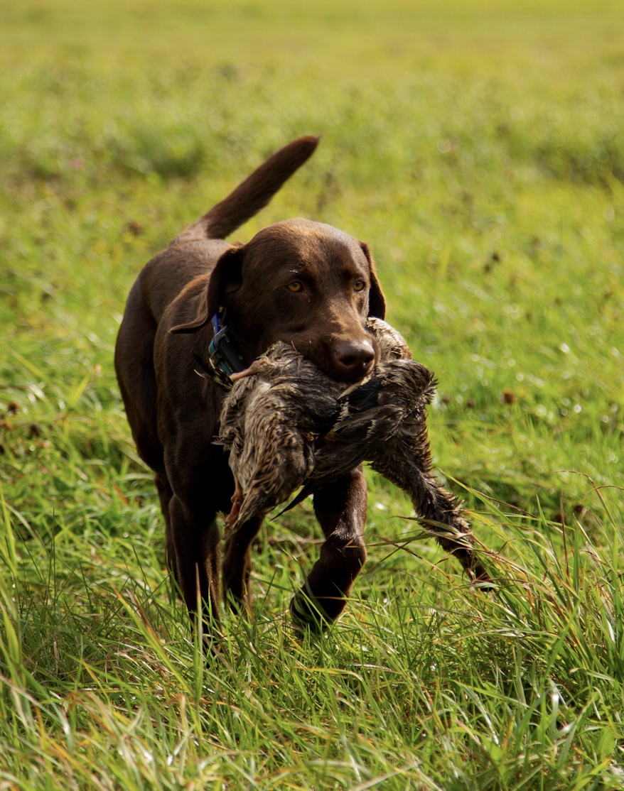 Rigids The Sixth Son | Chocolate Labrador Retriver