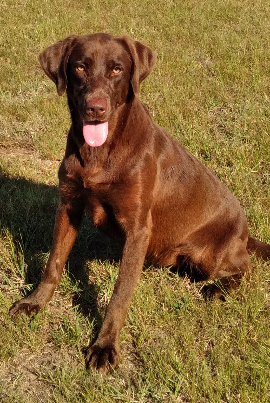 Jet City Rhubarb Crisp JH | Chocolate Labrador Retriver