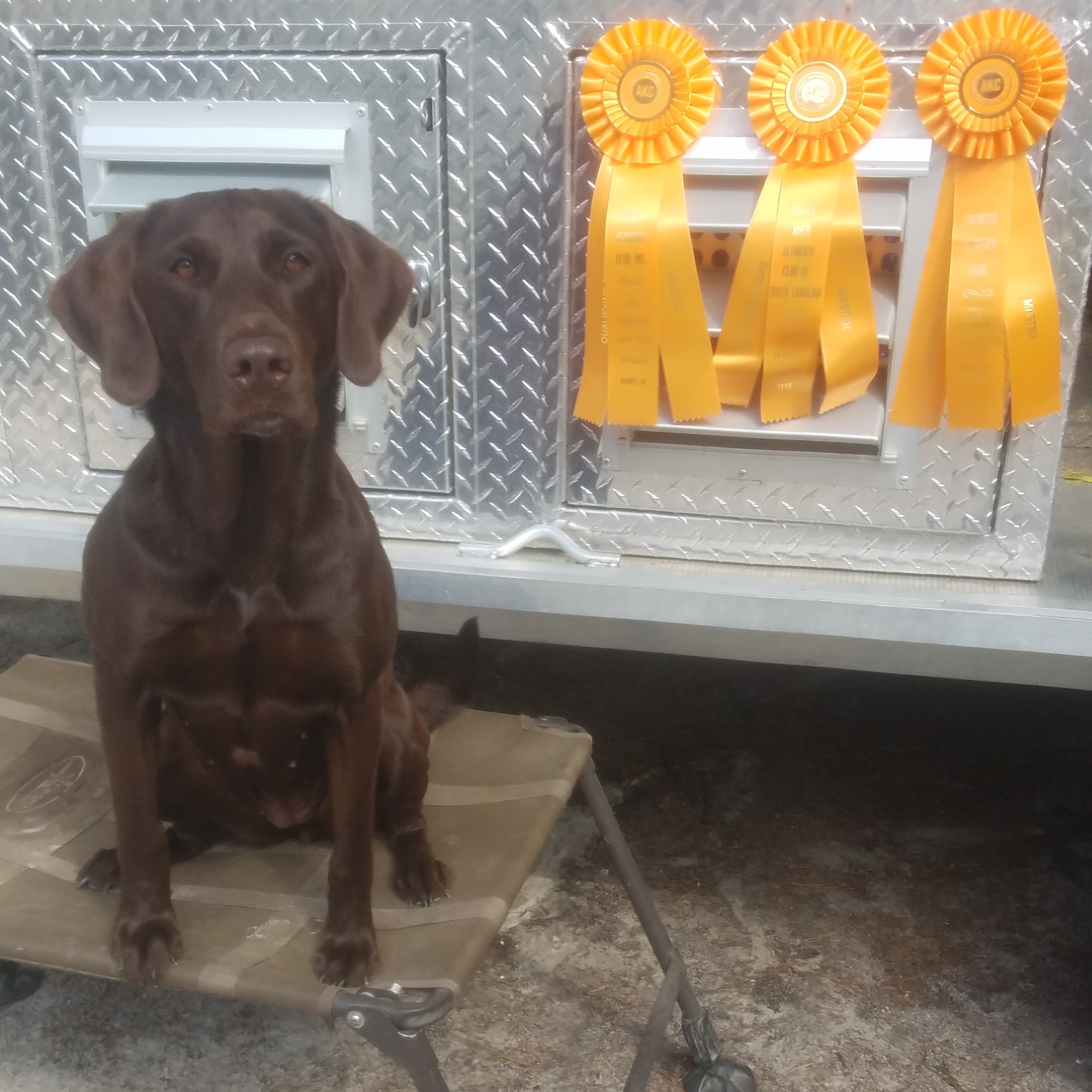 Grays Preacher Cant Tell Me Nothing MH | Chocolate Labrador Retriver