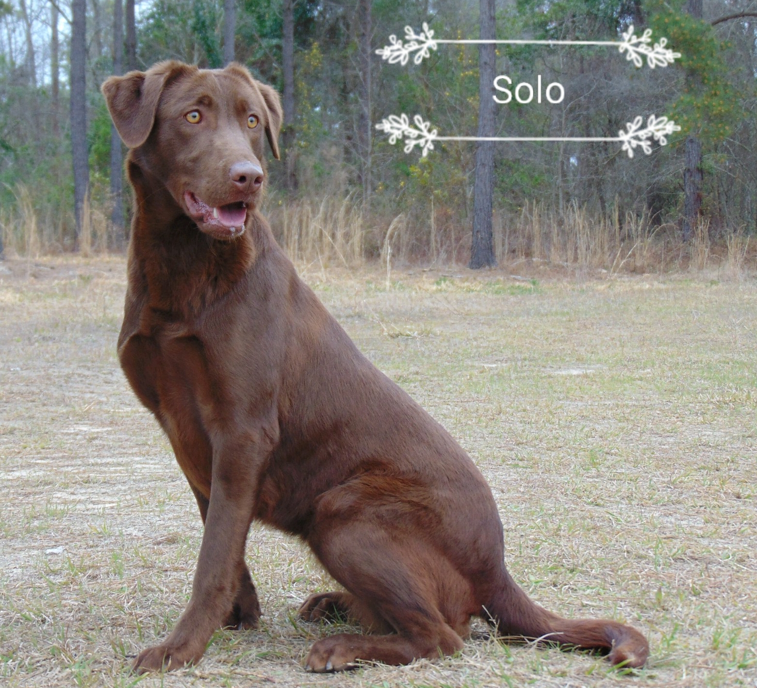 Riptide's Solo Session SH | Chocolate Labrador Retriver