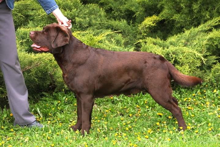 Int. CH U-GRCH  Windycanyon's Royal Russet CD BN RA JH TKN CGC | Chocolate Labrador Retriver