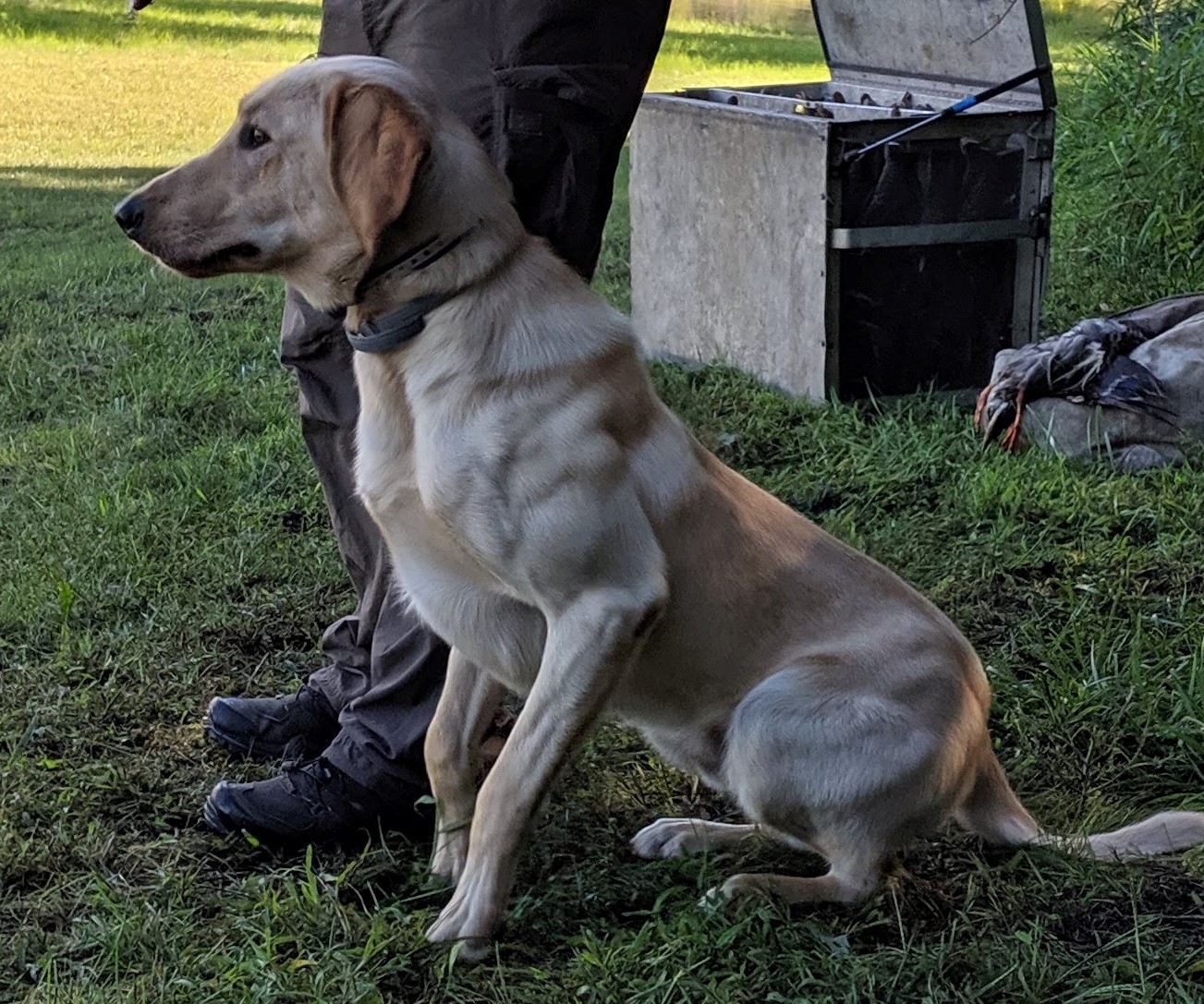 Akuk's Hammer QAA | Yellow Labrador Retriver