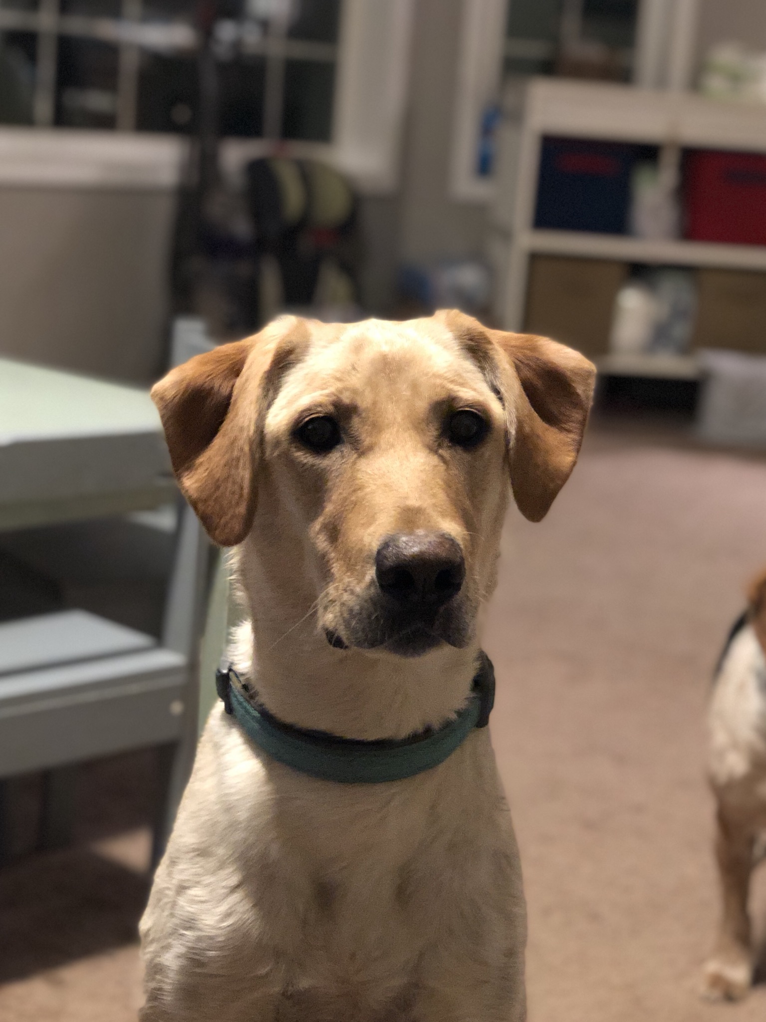 Randolph's Piper Pancake | Yellow Labrador Retriver