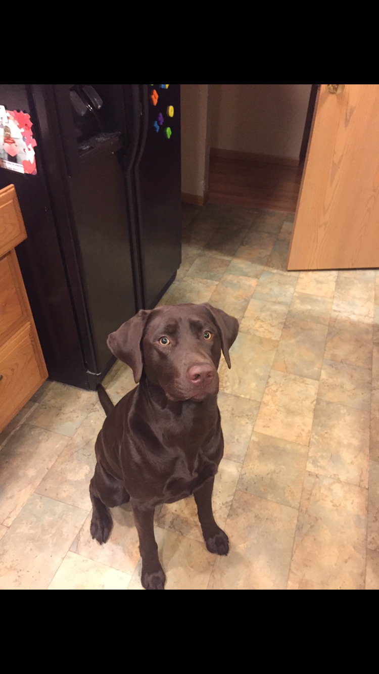 Sac River's Mercy Lou | Chocolate Labrador Retriver