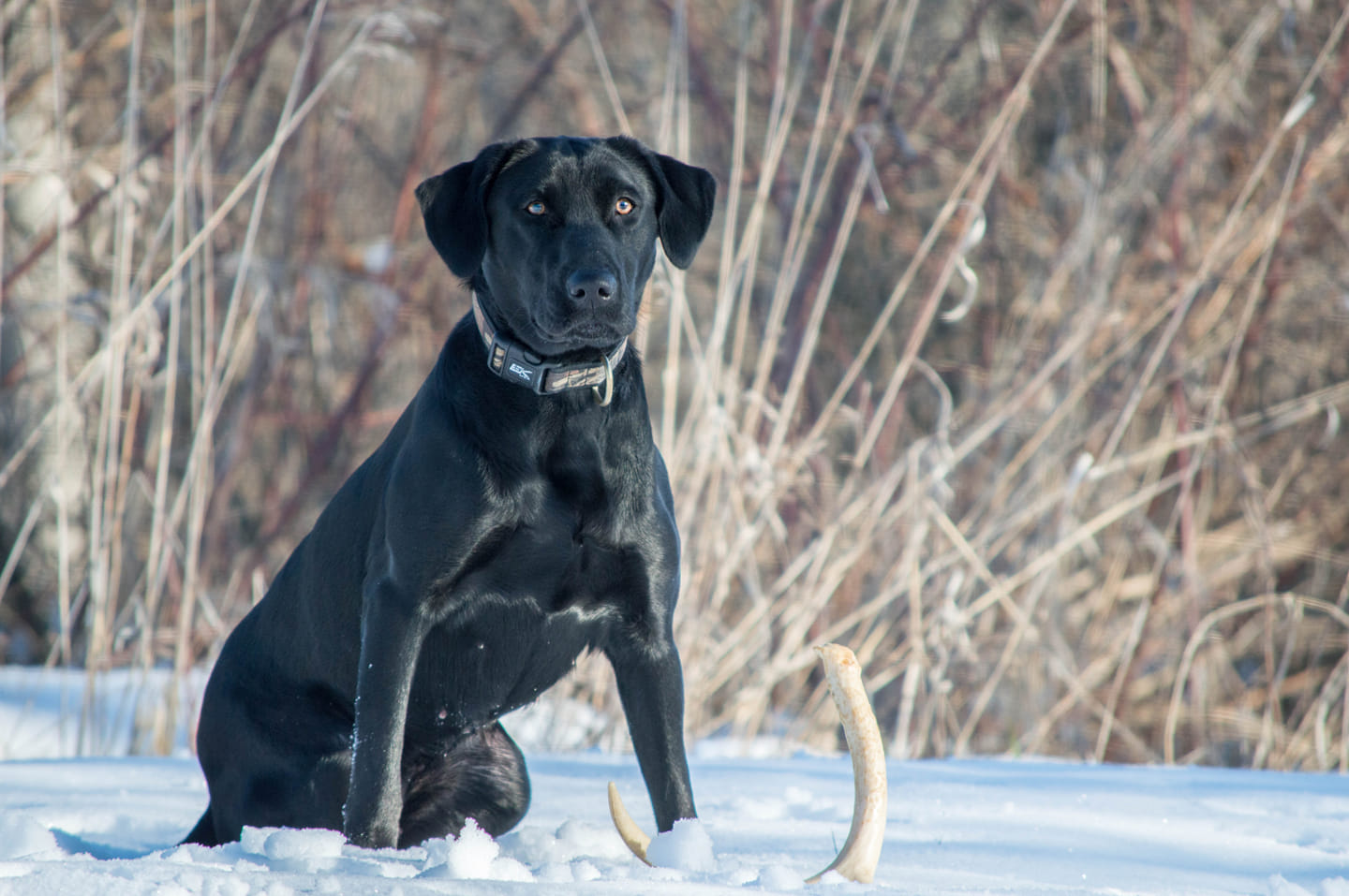 HRCH Abaco's Life Full Of Grace MH, DS, WCX | Black Labrador Retriver