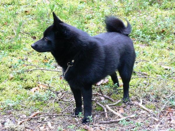 Taikurin Ottomaani | Schipperke 