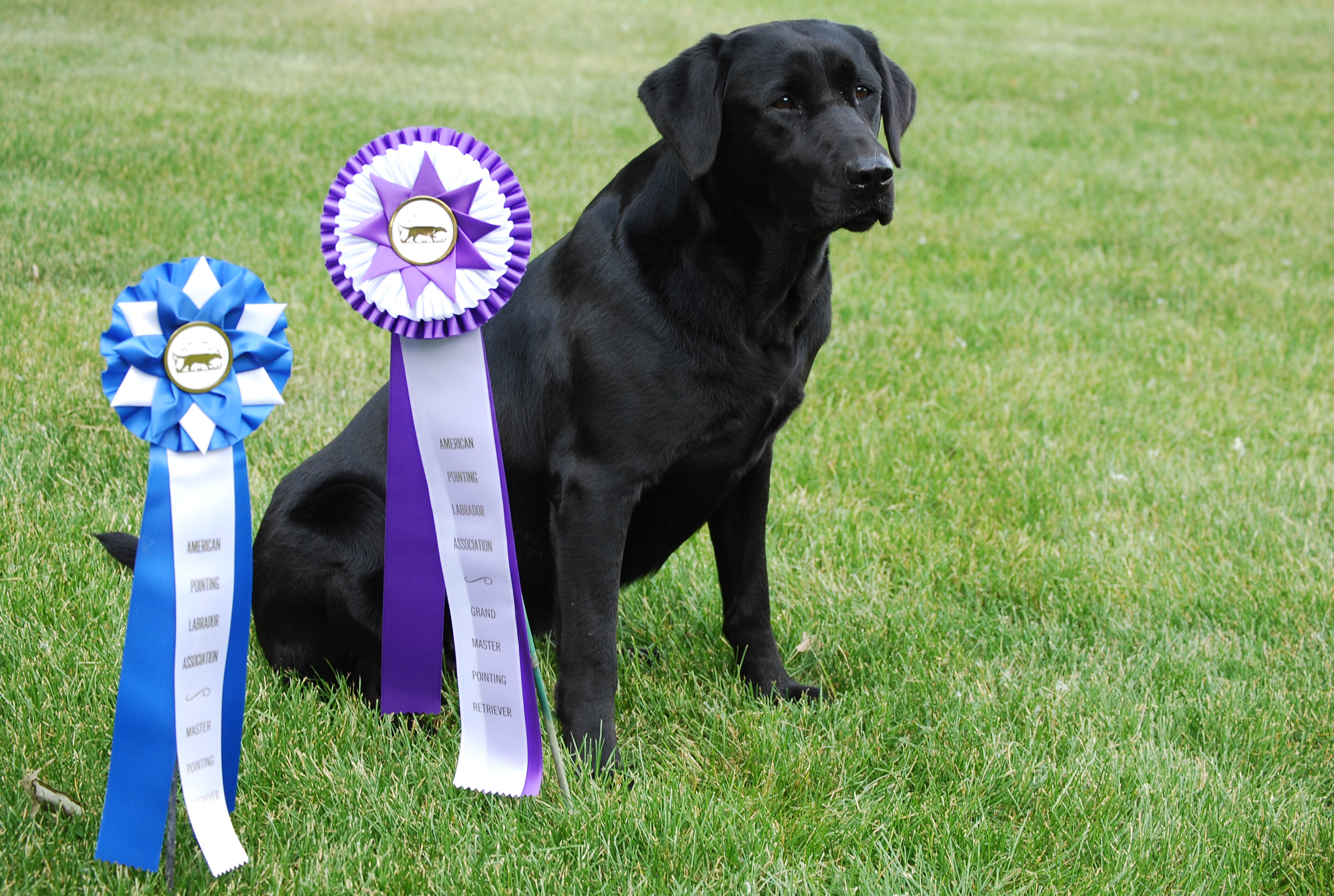 GMPR HRCH Lone Tree's Two Buck Chuck | Black Labrador Retriver