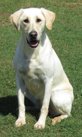 Landrys Fleur De Lis Too | Yellow Labrador Retriver