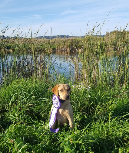 4X-GMPR  HR Bearpoint's Where've You Been Mattea | Yellow Labrador Retriver