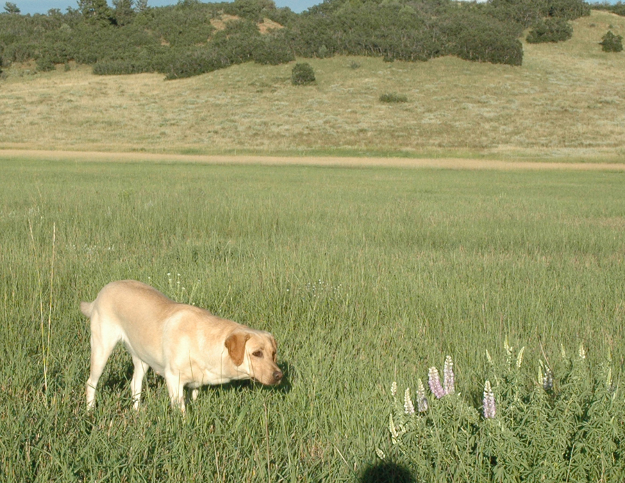 CPR Bearpoint's Zip'n Zoey | Yellow Labrador Retriver