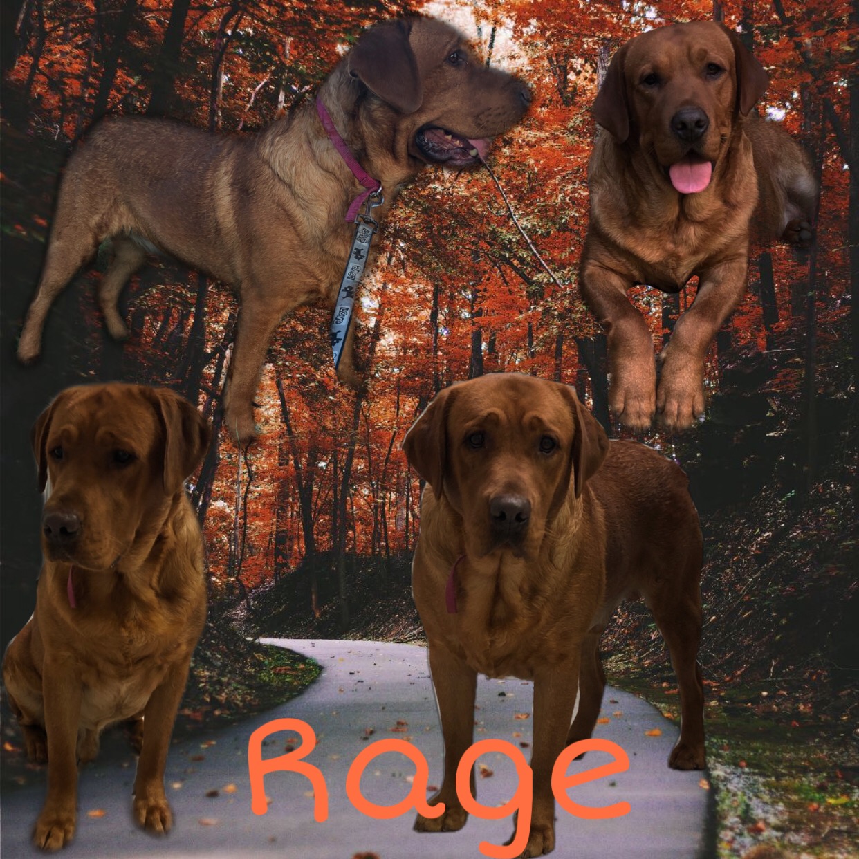 Reilly Lane Labradors Red Rage DM DS | Yellow Labrador Retriver