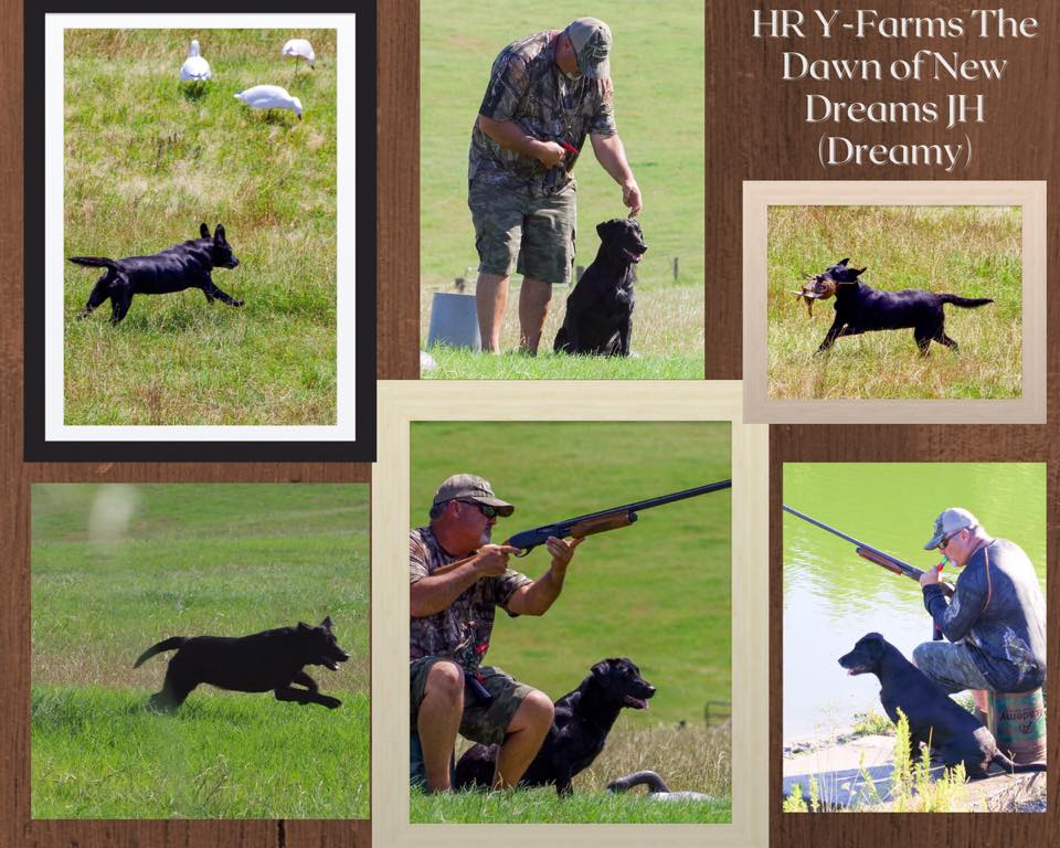 HRCH Y-Farms The Dawn of New Dreams MH | Black Labrador Retriver