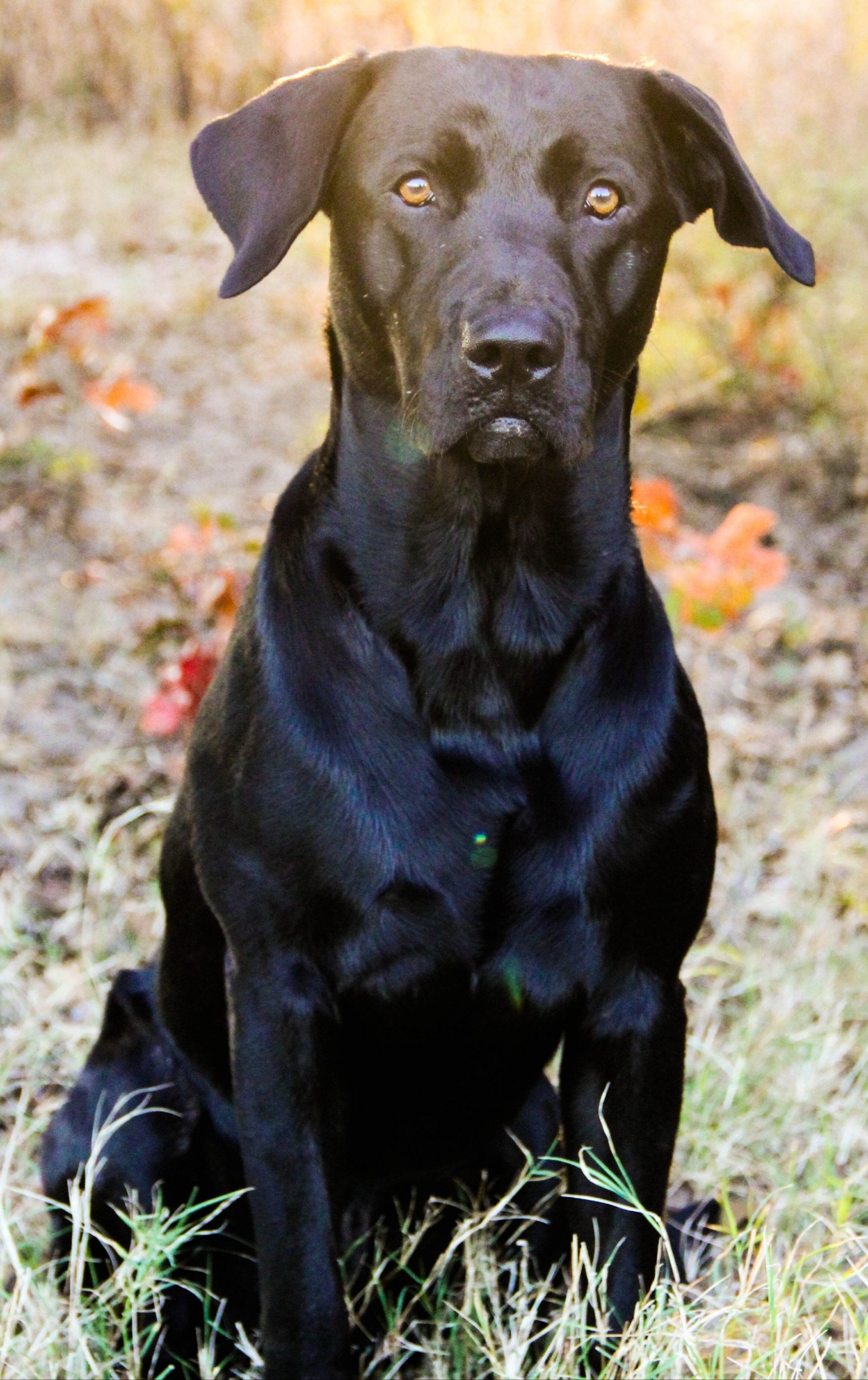 Lame Duck's Shiner Black | Black Labrador Retriver