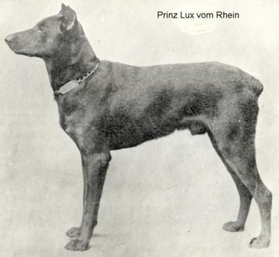 Prinz Lux v. Rhein | Black Doberman Pinscher