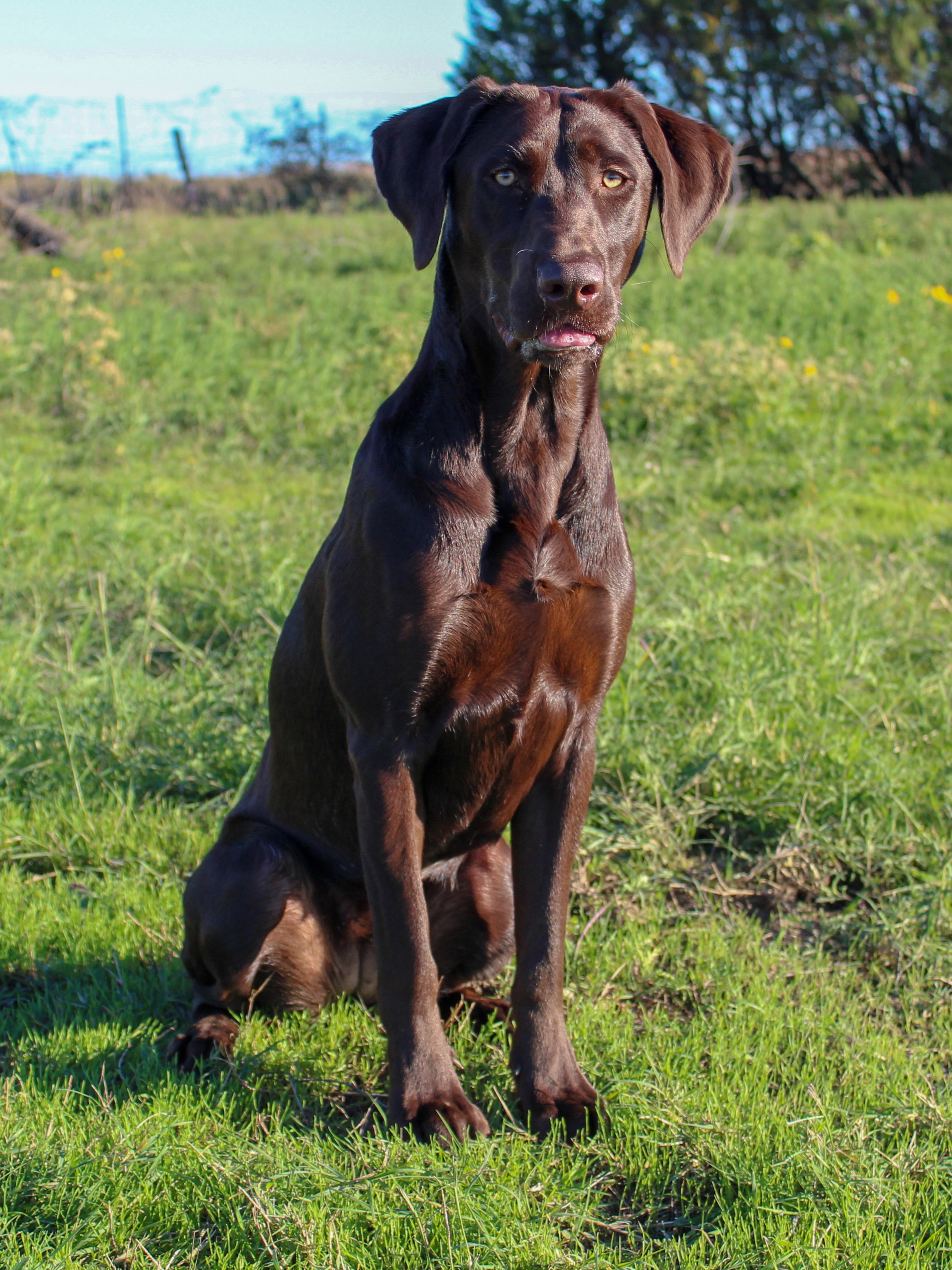 Teal's Pick Six | Chocolate Labrador Retriver