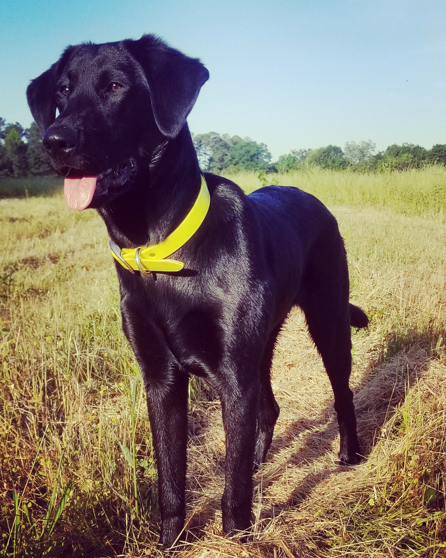 Folklore's Flight Of The Valkyrie JH | Black Labrador Retriver