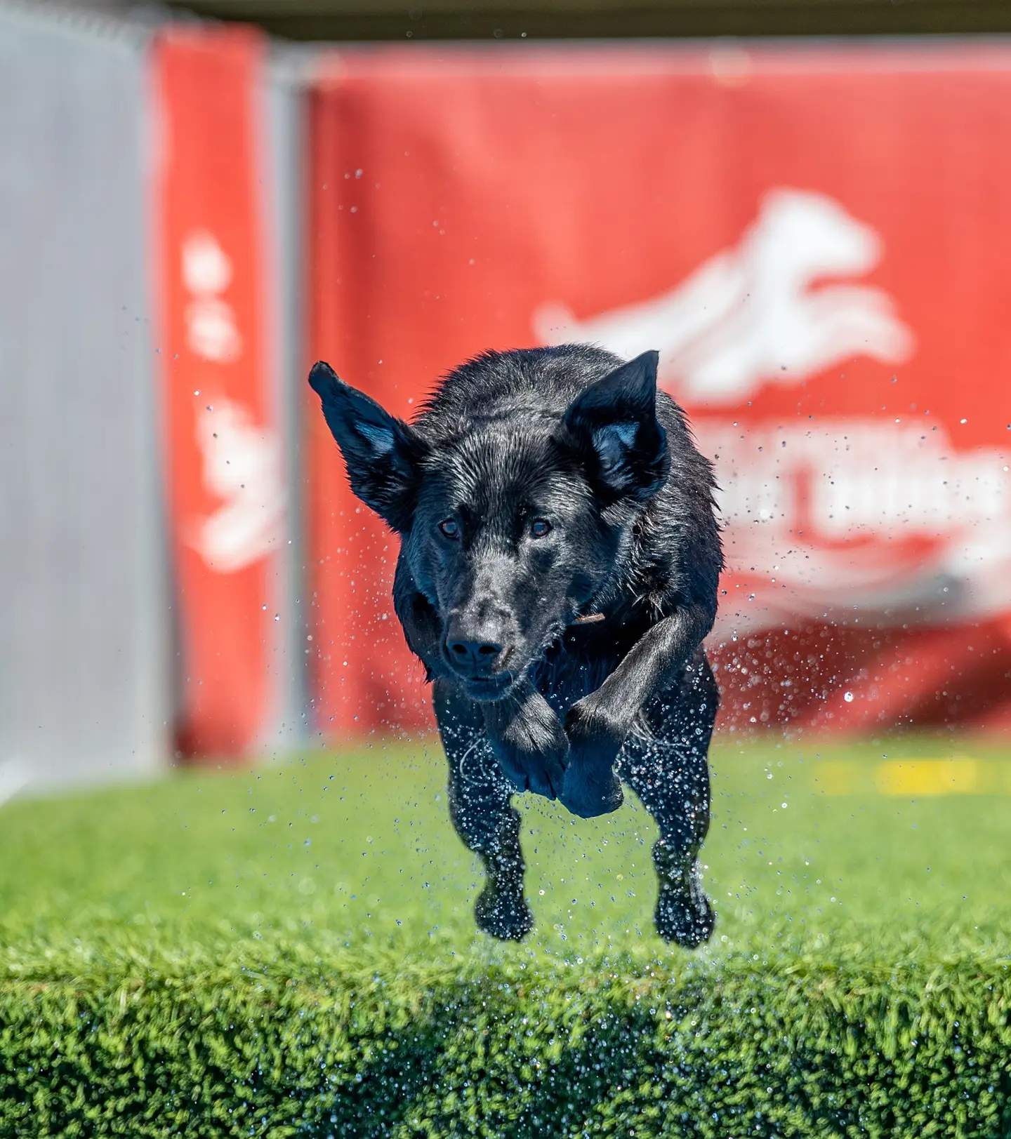 Folklore's Flight Of The Valkyrie JH | Black Labrador Retriver