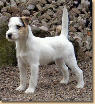 Rednock Scamp | Parson Russell Terrier 