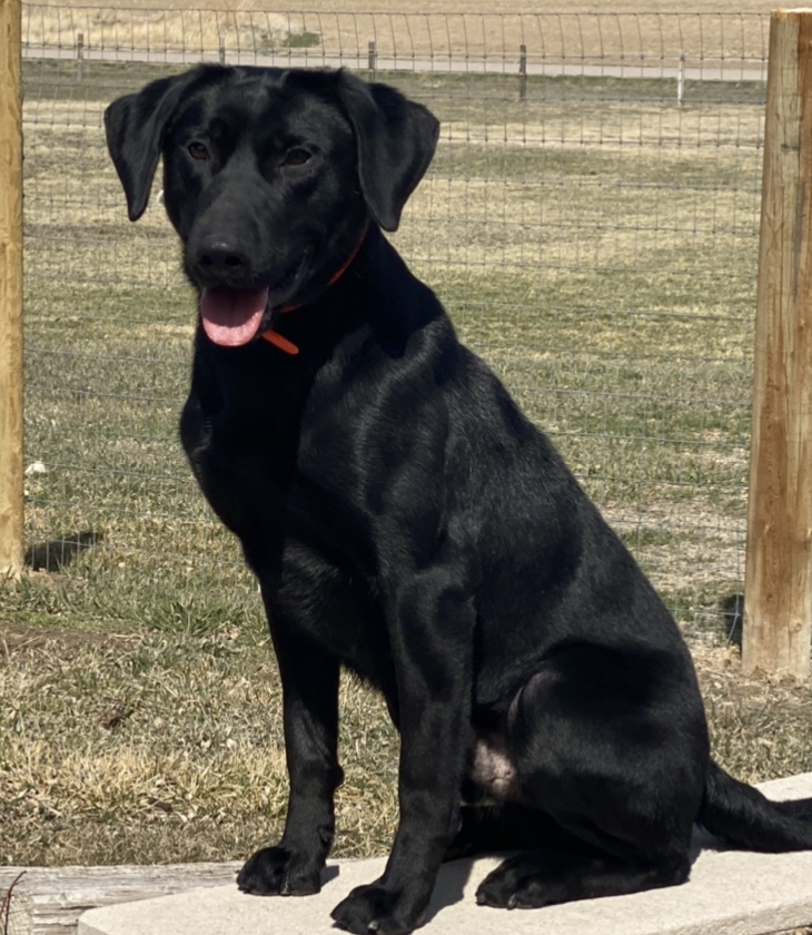 Tk Hot Expect Great Things Too. | Black Labrador Retriver