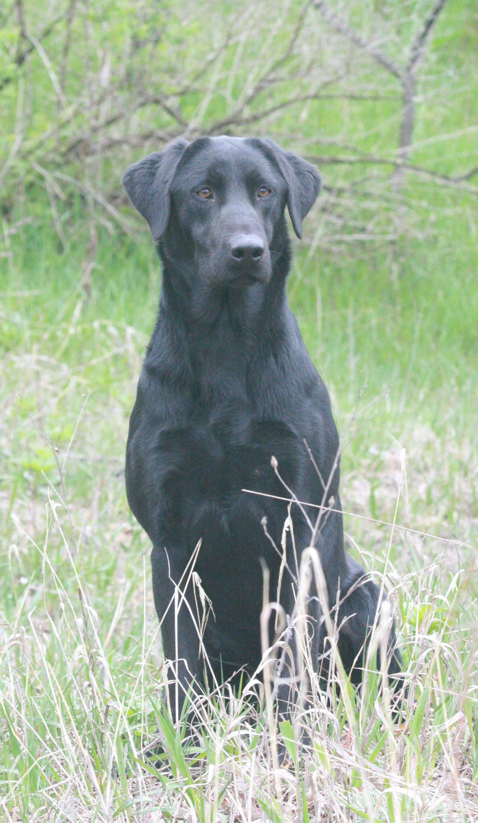 HRCH  Kingseeds Sweet As Tupelo Honey MH | Black Labrador Retriver