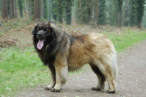 Leokings OSLO | Leonberger 