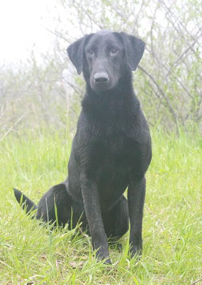 HRCH  Kingseeds Flirtin With Disaster MH | Black Labrador Retriver