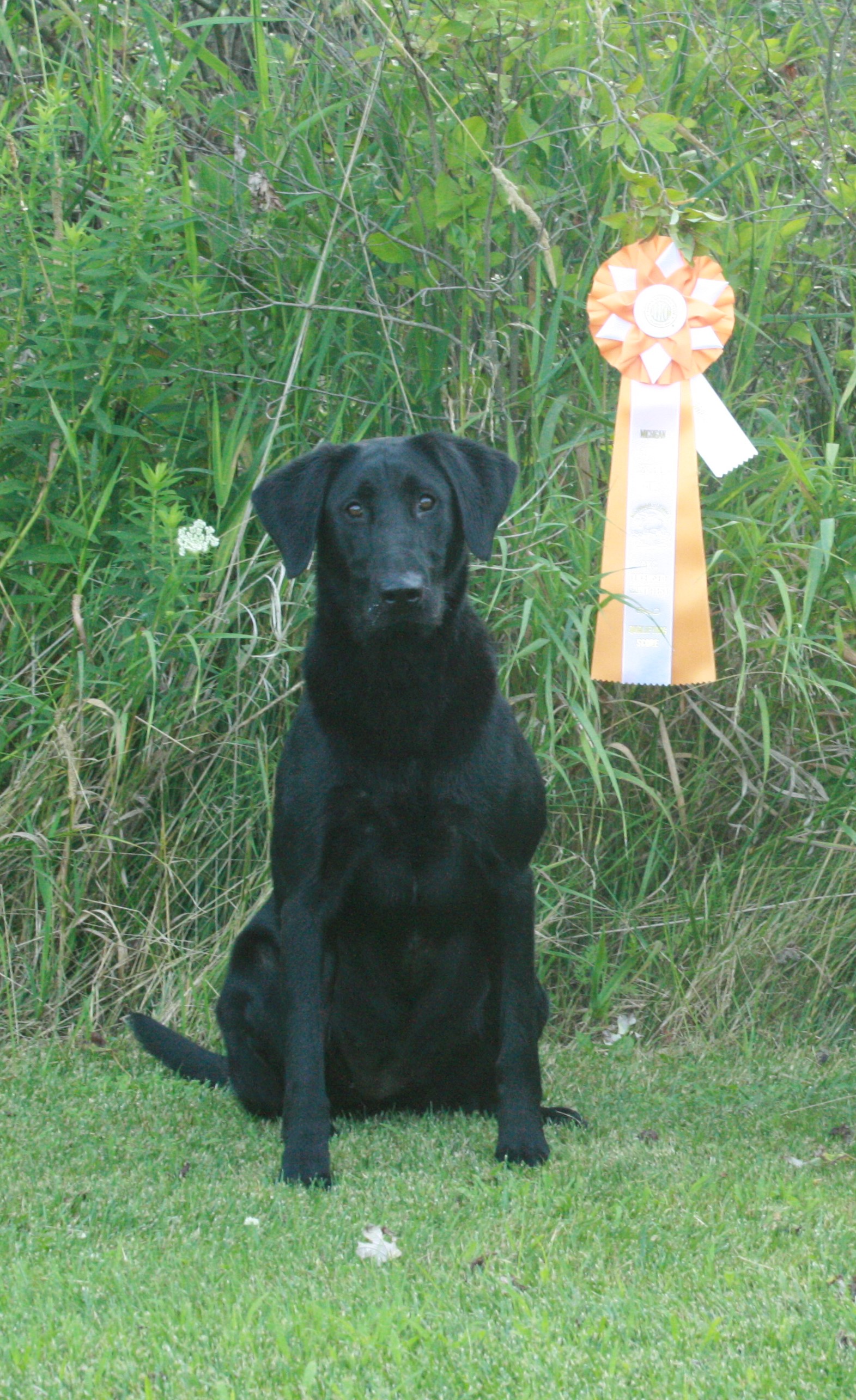 HRCH  Kingseeds Mama Mia MH | Black Labrador Retriver